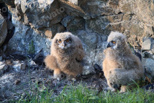 Preview: Young Eagle Owl, Saxony, Germany