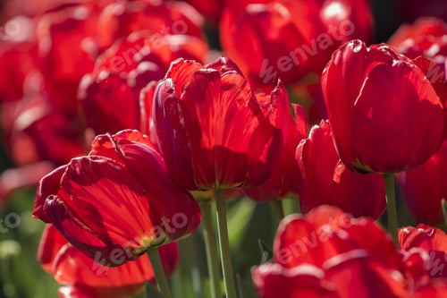 Preview: Group Of Many Red Tulips With Natural Background
