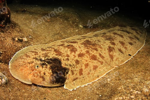 Preview: Moses Sole Flat Fish Underwater