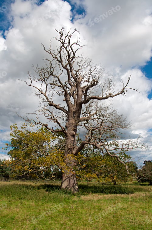 Preview: Craggy Old Oak Tree In A Meadow.