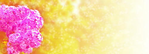 Preview: Bright And Colorful Flowers Lilac On The Background Of Spring Landscape. Outdoors