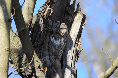 Preview: Tawny Owl Or Brown Owl (Strix Aluco) In A Hollow Tree Stump Germany