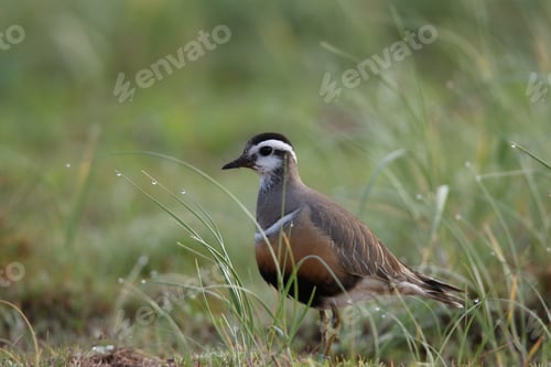 Preview: Eurasian Dotterel (Charadrius Morinellus) Helgoland, Germany