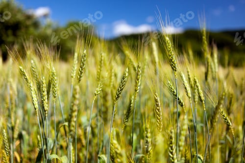 Preview: Wheat Ears Against Blue Sky With Selective Focus