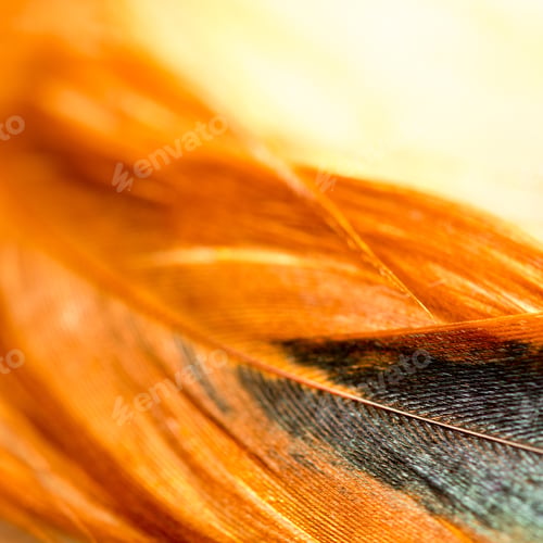 Preview: Colorful Rooster Feather With Details And Reflexions