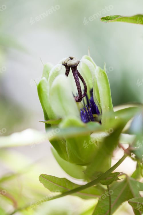 Preview: Passion Flower (Passiflora Incarnata) With Details