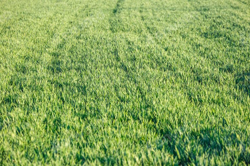Preview: Young Green Wheat Seedlings Growing On A Field. Wheat Growing In Soil.