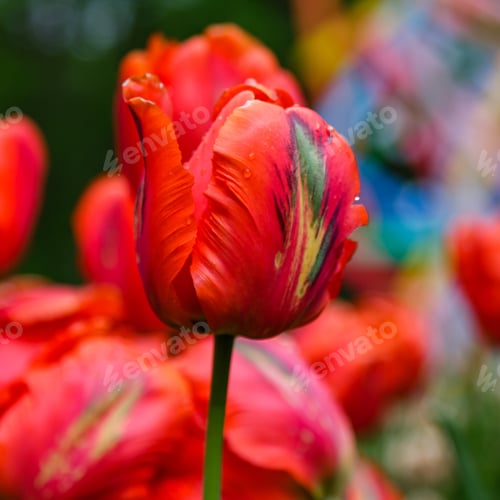 Preview: Red Flower Of Tulip Sort Parrot (Rococo). Hybrids Of Tulips - A Beautiful Spring Bulbs. Growing