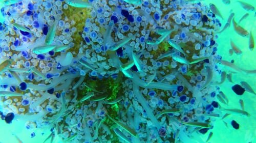 Preview: Underwater Photo Of Tropical Jellyfish With Turquoise And Sapphire Colours Surrounded By Small Fish