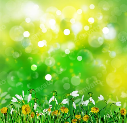 Preview: Bouquet Of Spring Flowers Snowdrops On White Background