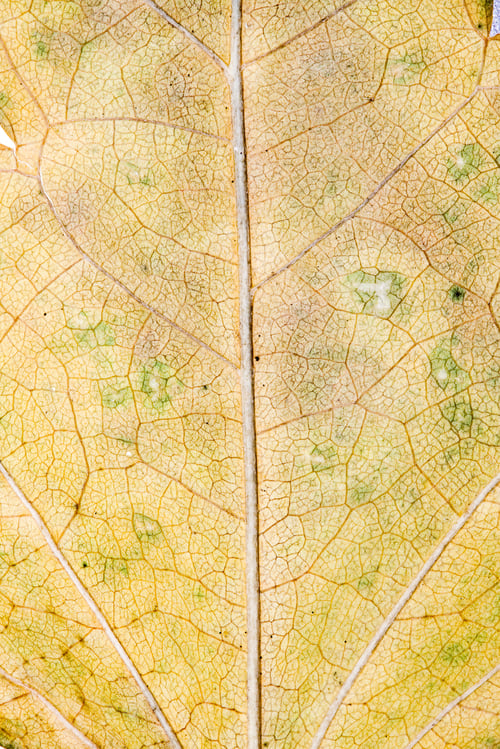 Preview: Autumnal Dried Leaves - Texture