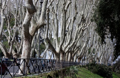 Preview: Rome Italy. Trastevere Hill.