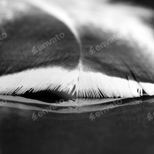 Preview: Black And White Photo Of Rooster Feather With Details And Reflexions