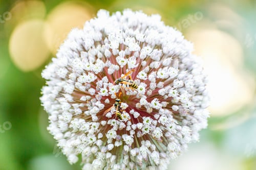 Preview: Blooming White Ornamental Allium In Spring Garden