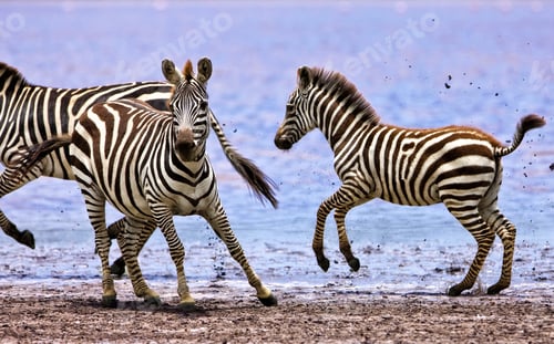 Preview: Zebras Running Beside Lake Ndutu In The Serengeti National Park, Tanzania