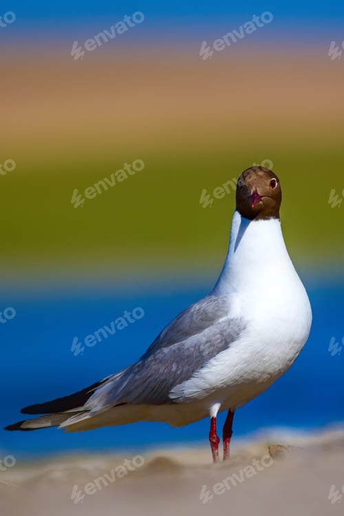 Preview: Nature And Gull. Black Headed Gull. Colorful Nature Background.