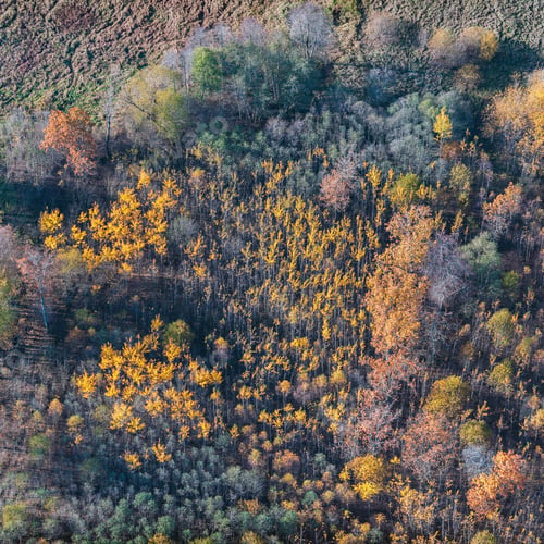 Preview: Aerial View Over The Colourful Trees And Fields In Autumn
