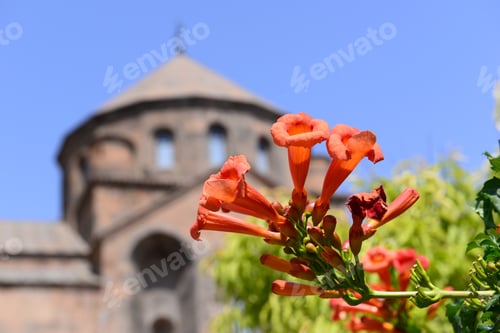 Preview: Chinese Trumpet Vine On Blurry Saint Hripsime Church Background