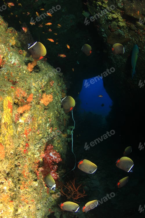 Preview: Coral Reef And Fish Underwater