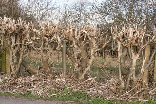 Preview: A Rough Trimmed Rural Hedgerow