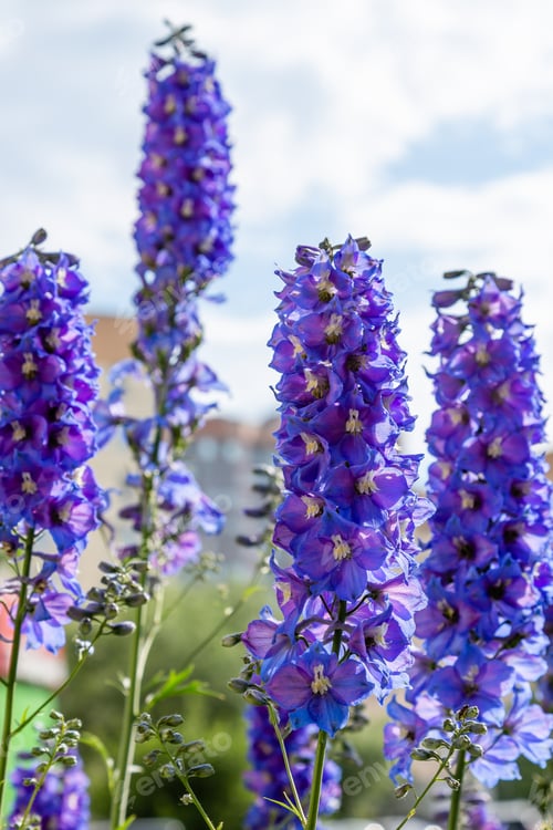 Preview: Beautiful Delphiniums Blooming In The Garden.