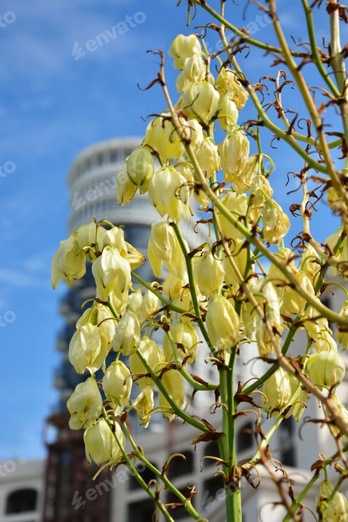 Preview: Blooming Yucca Gloriosa