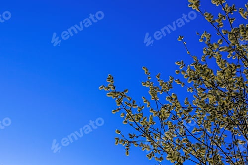 Preview: Blooming Willow Against The Blue Sky