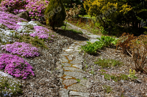 Preview: Beautiful Purple Flowers, Moss Phlox, Mountain Phlox, Moss Pink, Dwarf Phlox, Phlox Subulata