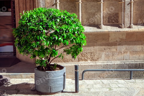 Preview: Street Flower Vase In Old Town