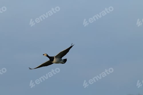 Preview: Branta Leucopsis, Barnacle Goose, Zingst Germany