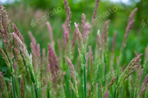 Preview: Fresh Green Summer Foliage Abstract After The Rain With Wet Leaves