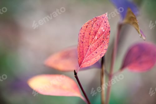 Preview: Beautiful Autumn Leaves In The Park