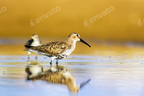 Preview: Water And Waterfowl. Bird: Curlew Sandpiper. Colorful Nature Habitat Background.