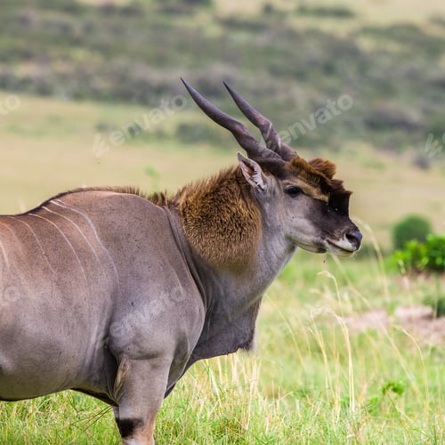 Preview: Huge Male Eland Antelope In The Maasai Mara National Park, Kenya