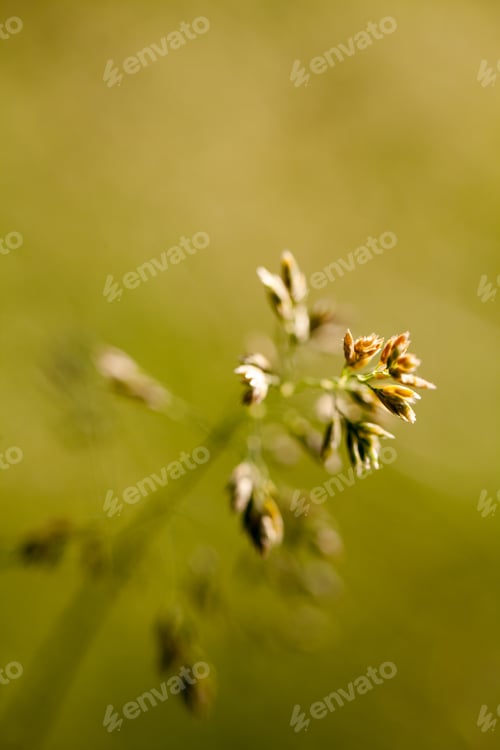 Preview: Green Plants Isolated On Natural Background With Beautiful Bokeh And Contour Light
