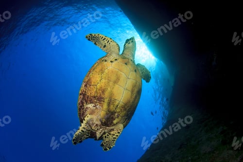 Preview: Hawksbill Sea Turtle