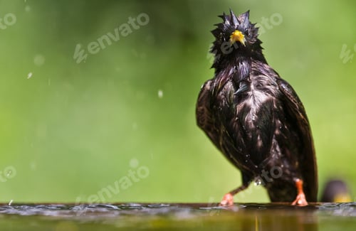 Preview: Common Starling (Sturnus Vulgaris) At A Small Pond