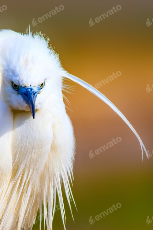 Preview: Cute White Bird. Heron. Nature Background.