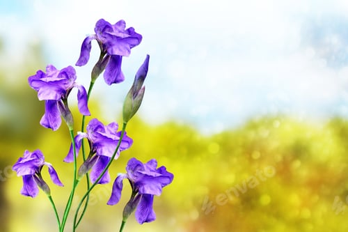 Preview: Bright Colorful Iris Flowers On A Background Of The Spring Landscape.