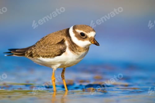 Preview: Cute Bird. Nature Background. Common Ringed Plover / Charadrius Hiaticula