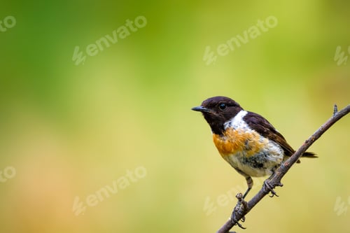 Preview: Cute Little Bird On Branch. Green Nature Background. Bird: European Stonechat. Saxicola Rubicola.