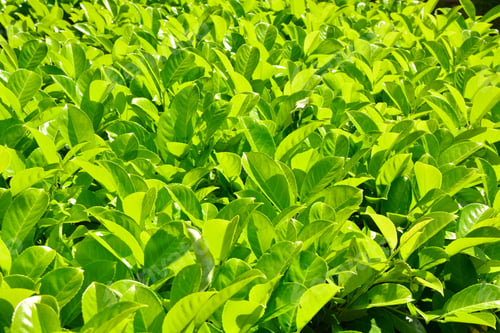 Preview: Green Leaves Background