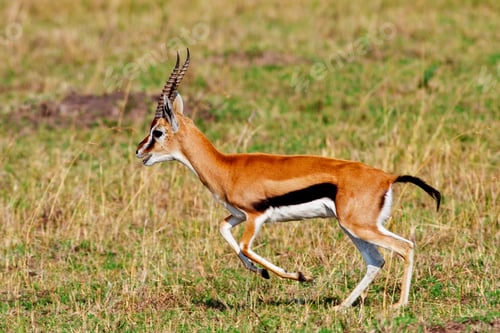 Preview: Male Grant'S Gazelle In The Maasai Mara National Park, Kenya