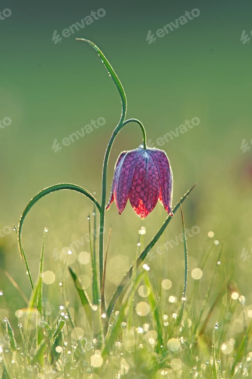 Preview: Purple Snake'S Head Fritillary, Fritillaria Meleagris, Selective Focus And Diffused Background With