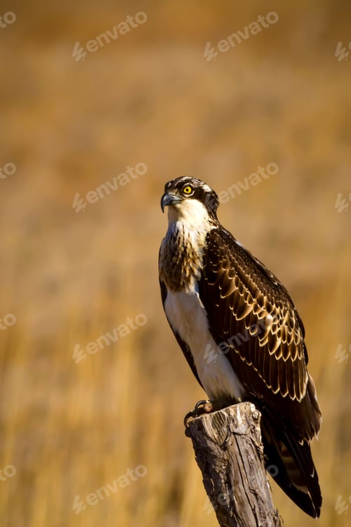 Preview: Osprey. Yellow Nature Background.