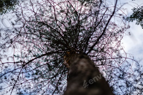 Preview: Tree Trunks In Autumn Without Leaves And Shallow Depth Of Field Against The Sky. Blur Background