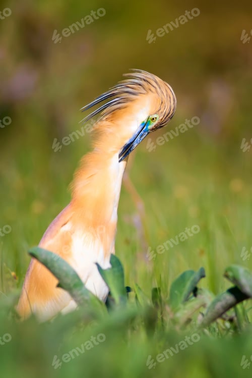 Preview: Cute Colorful Bird. Green Nature Background.