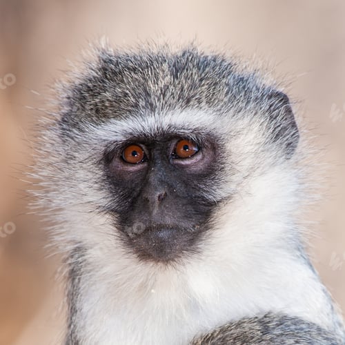 Preview: Vervet Monkey (Chlorocebus Pygerythrus) In Kruger National Park, South Africa