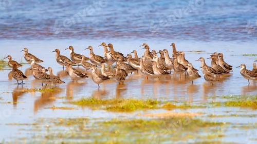 Preview: Water Birds. Green Blue Nature Background. Common Water Birds: Ruff. Philomachus Pugnax.