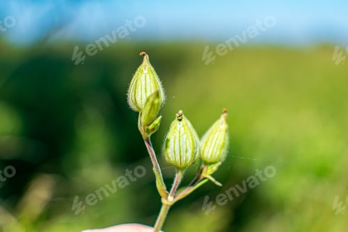Preview: Green Grass Pattern With Blur Background. Summer Texture In Nature